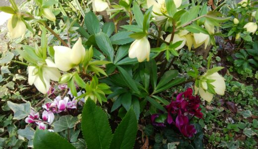 【冬の花壇にオススメの花・５選】ズボラガーデナーの私でも育てられるお花を厳選してみました！