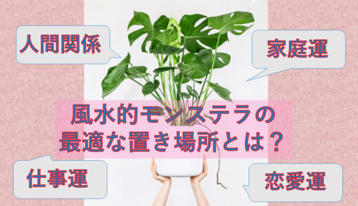 パキラの風水的効果と効果を高める置き場所は 心地よい暮らし パキラの風水的効果と効果を高める置き場所は 心地よい暮らし