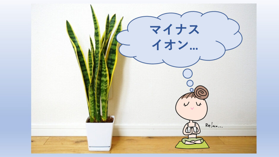 サンスベリアを風水に効果的に置いてみよう オススメの場所や方角は 心地よい暮らし