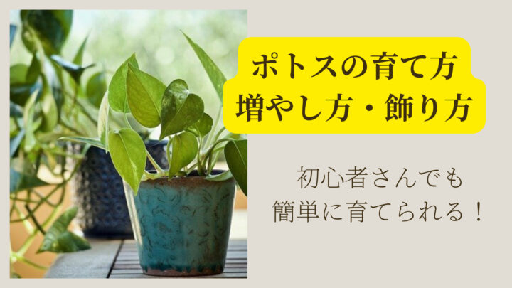 ポトスの育て方と増やし方と飾り方