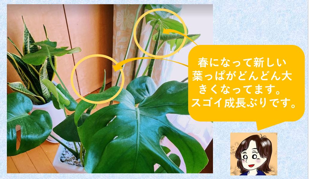 ブルーミングスケープで観葉植物を購入して一か月後の様子は 環境が変わると葉が黄色くなる 心地よい暮らし