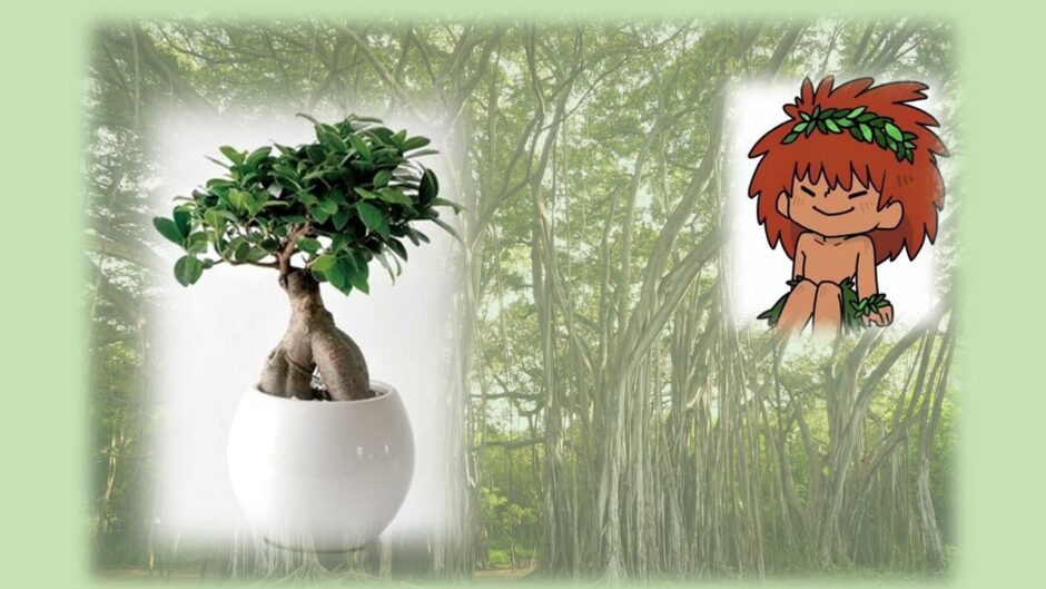 ガジュマルの風水的意味やおススメの置き場所 方角は キジムナーとの関係は 心地よい暮らし