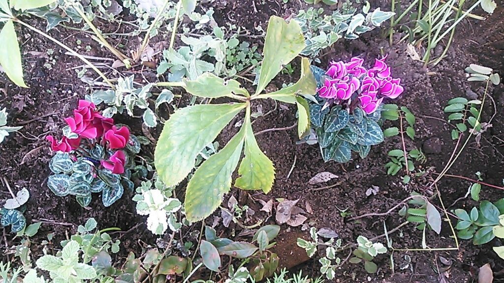 秋植えにオススメの花・ガーデンシクラメンは寒い冬を越すことが出来る