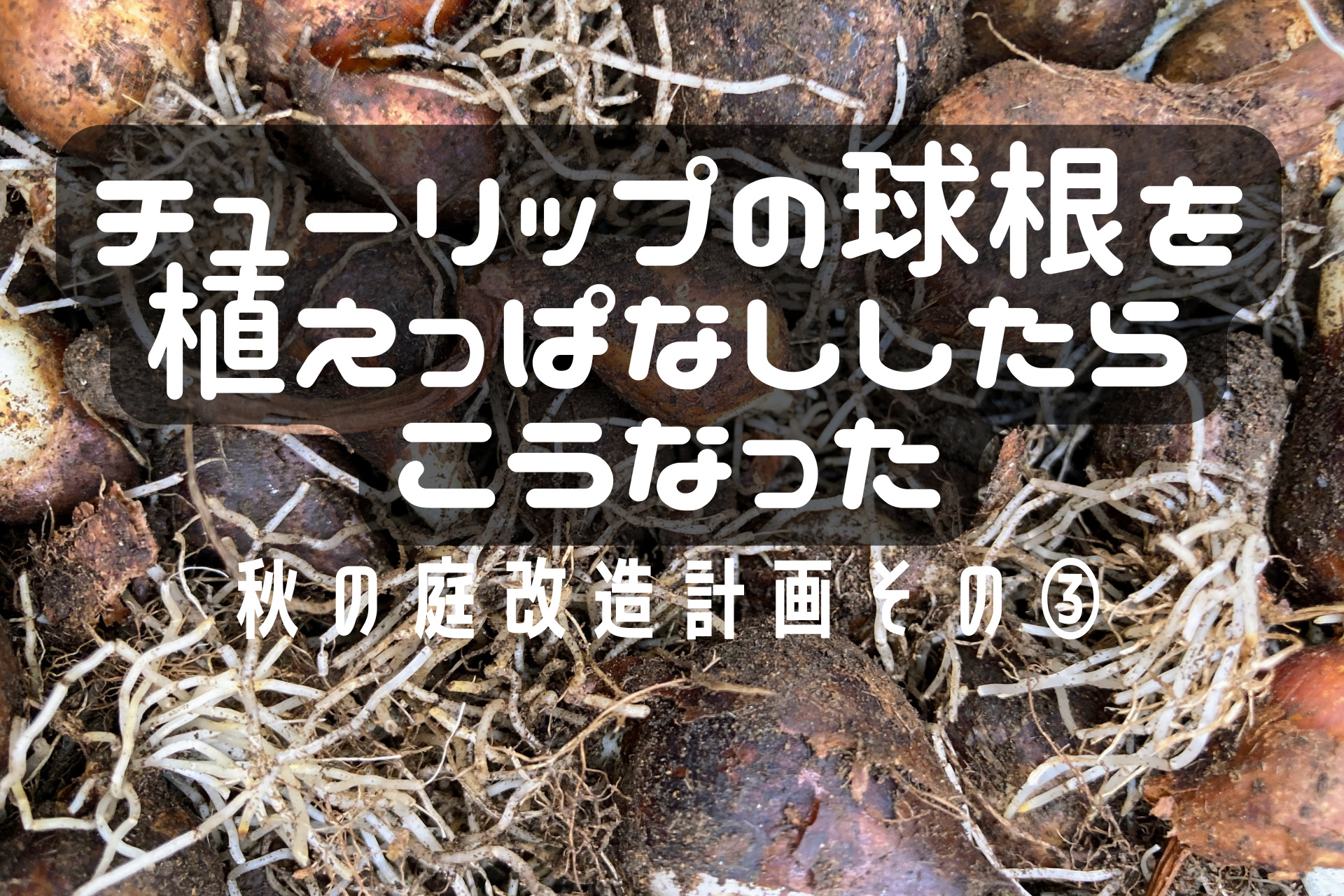 秋の庭づくり③】チューリップの球根を植えっぱなししたその末路…!!秋