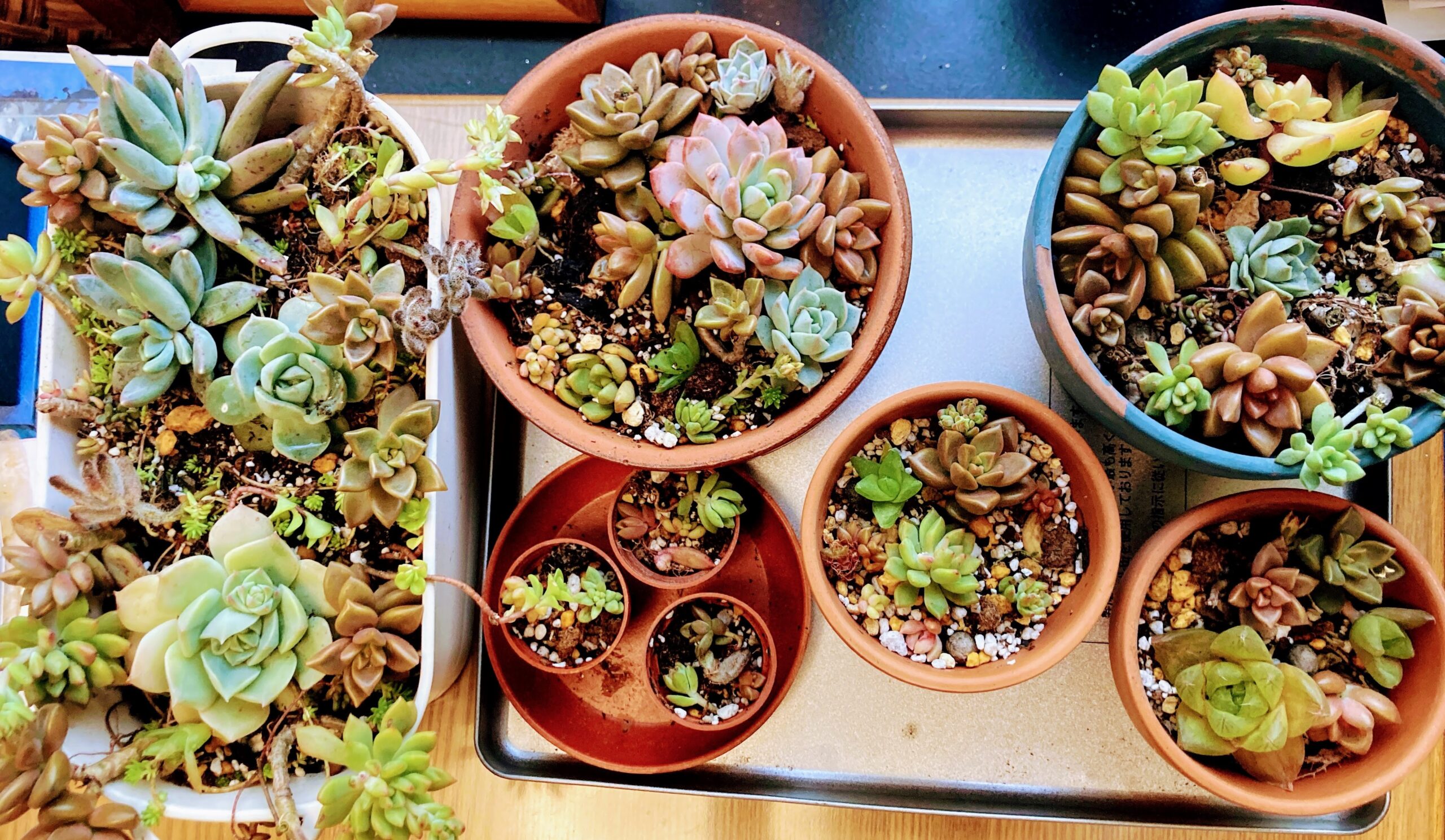 多肉植物】屋外の冬越しで弱った多肉は植え替えで復活する⁉寄せ植えに