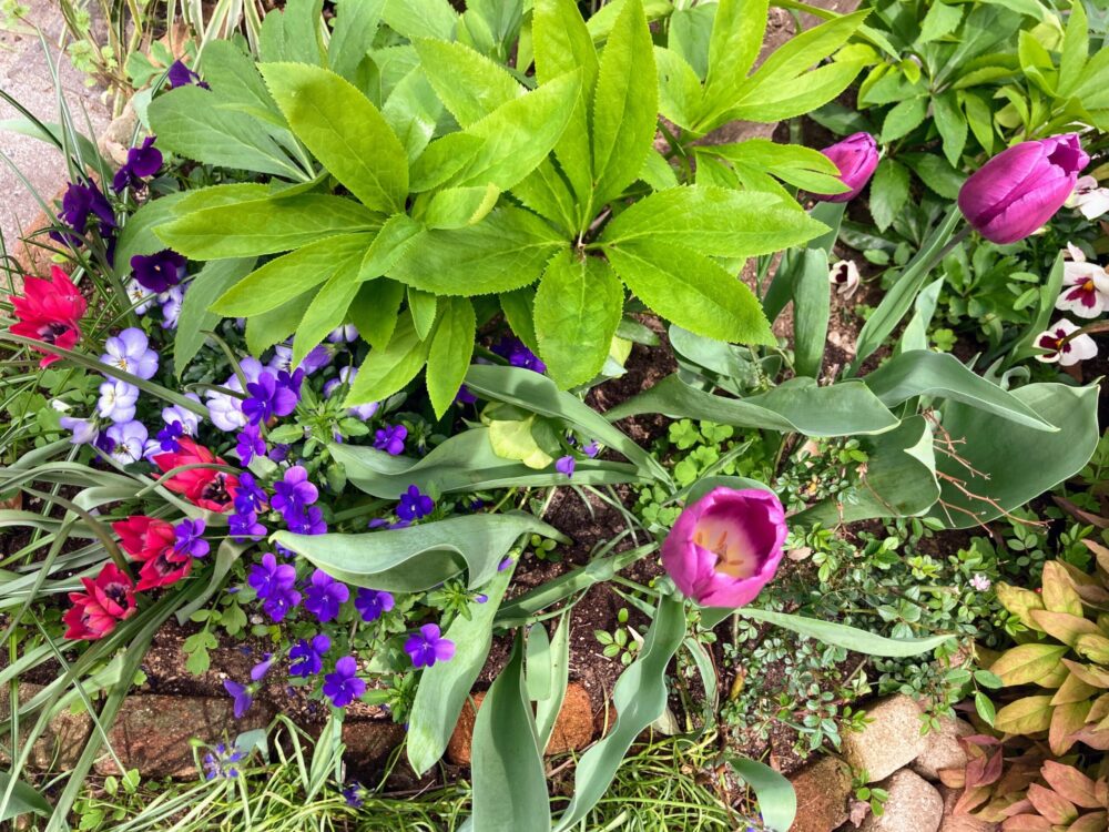 春にはほったらかしでも毎年楽しめる花壇が完成