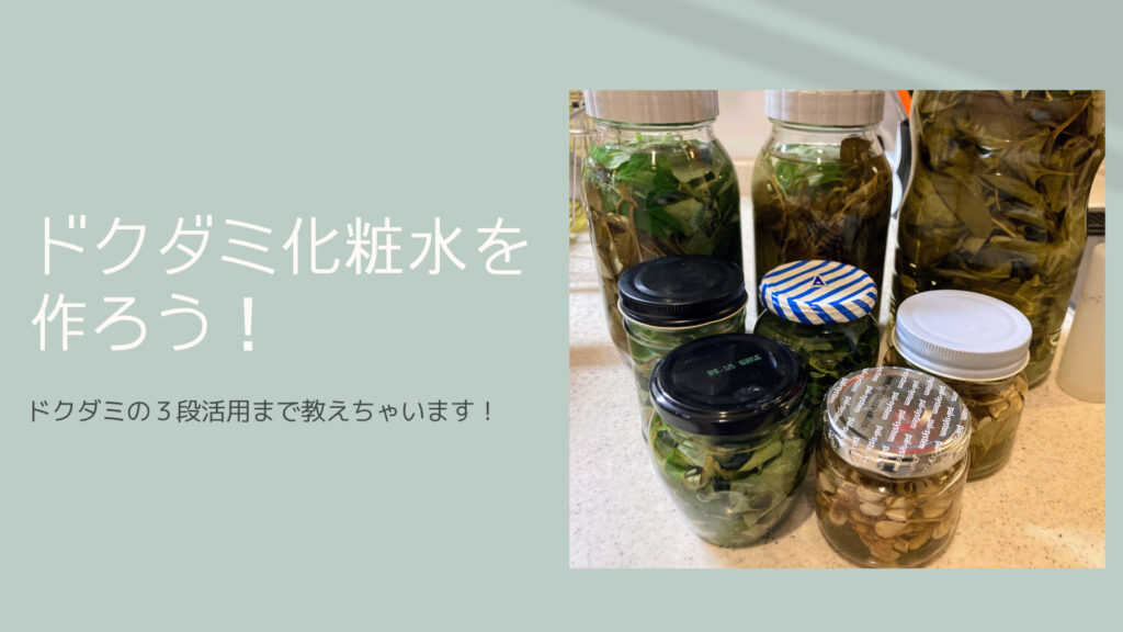 【どくだみ化粧水の作り方】葉×焼酎と花×日本酒で作ってみよう