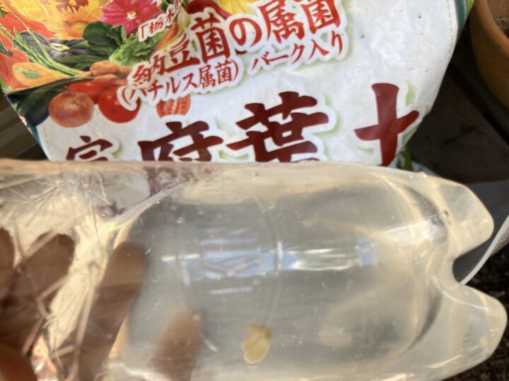 納豆粒を2.3粒入れて水に溶かした納豆水も投入！