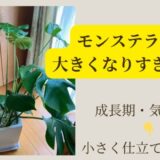 大きくなりすぎたモンステラの植え替えで小さく仕立て直そう！