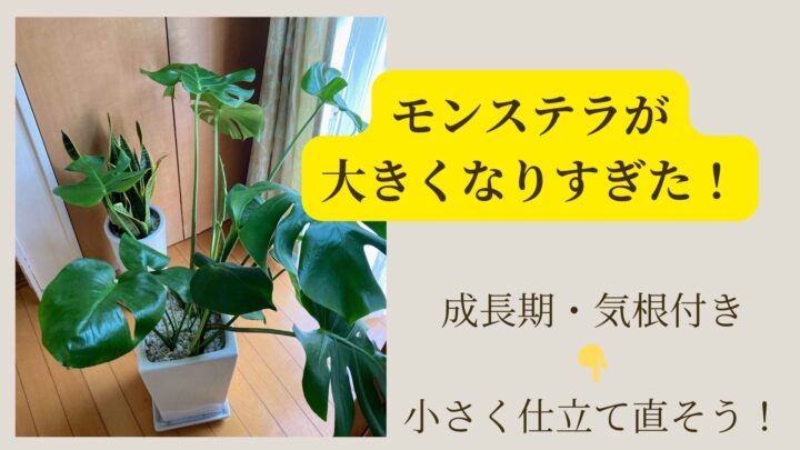 大きくなりすぎたモンステラの植え替えで小さく仕立て直そう！