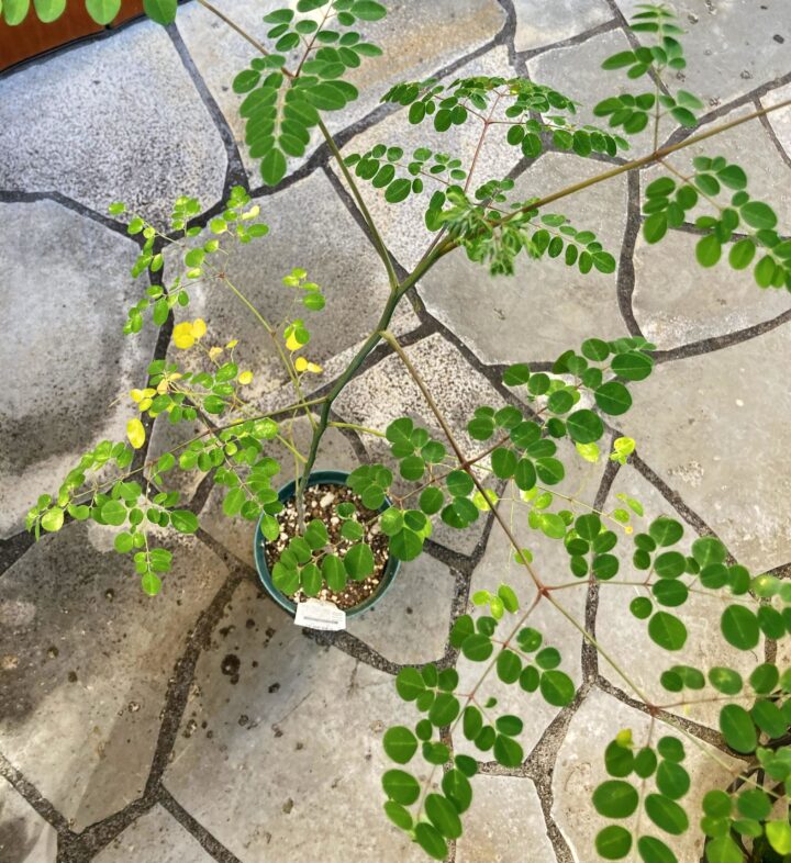 1本に伸びた鉢植えモリンガの選定方法