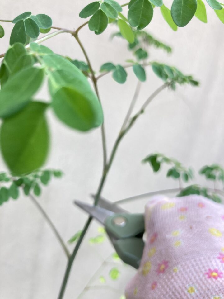 上から20センチくらいのところを剪定