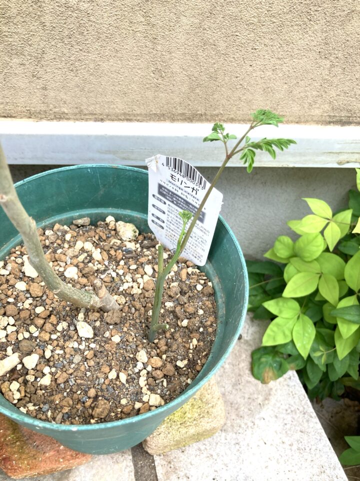 切った枝は挿し木してみる