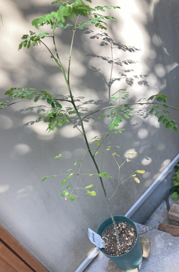 1m以上に1本立てで伸びたモリンガ