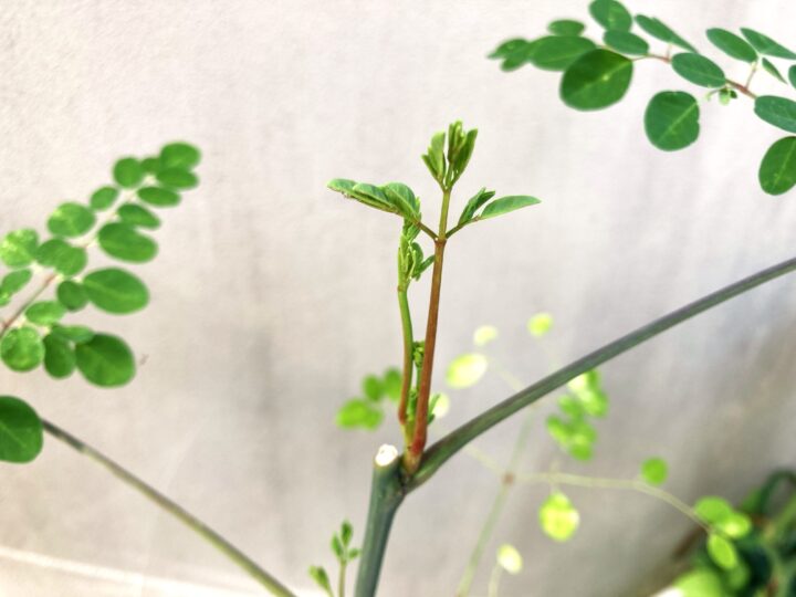 剪定後のわき芽が出るタイミング