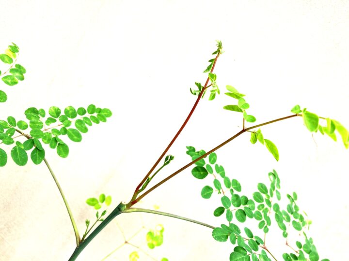 剪定直下の枝の間のわき芽