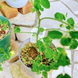 モリンガの鉢植え剪定｜芽吹きを促す優しいコツ