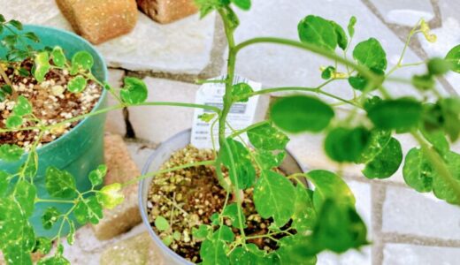 鉢植えモリンガの剪定｜芽吹きを促す優しいコツ