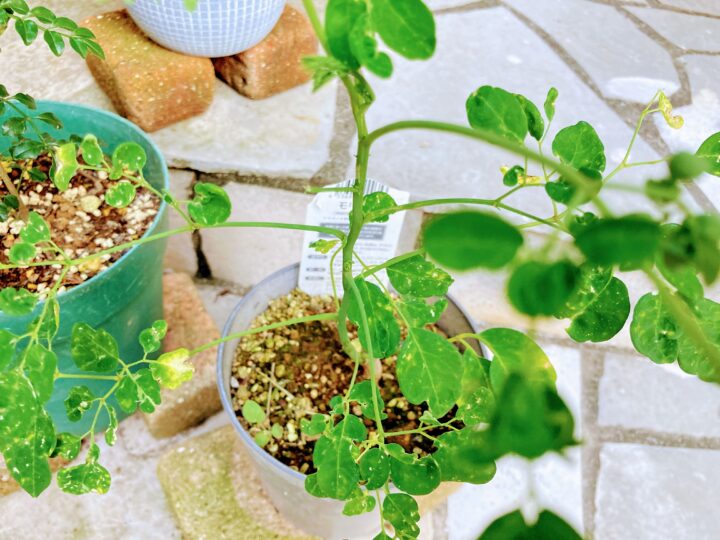 枯れかけたけど葉が茂って来た初夏のモリンガ