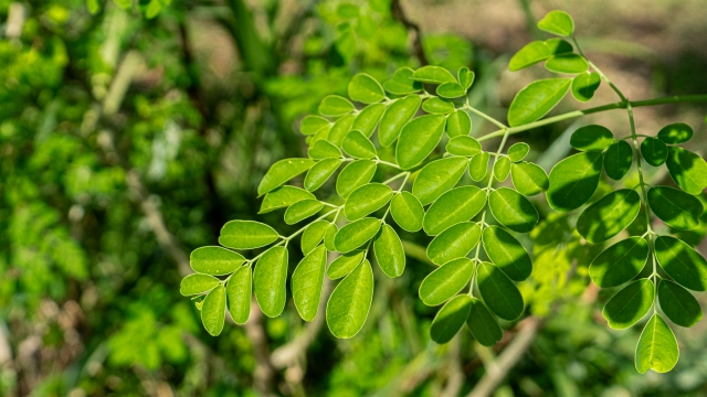 モリンガの剪定後の管理