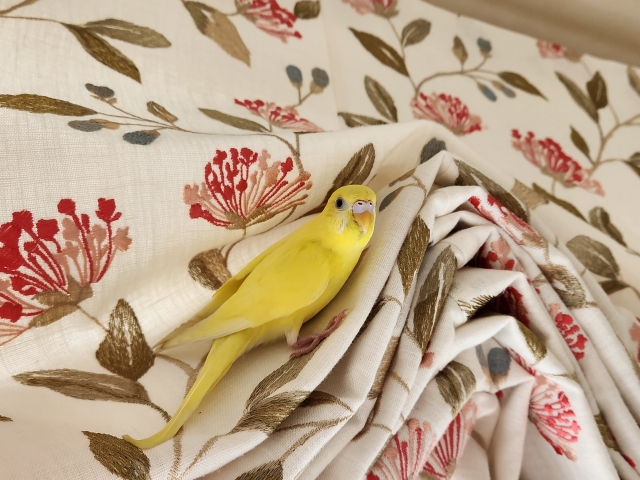 カーテンの色の選び方