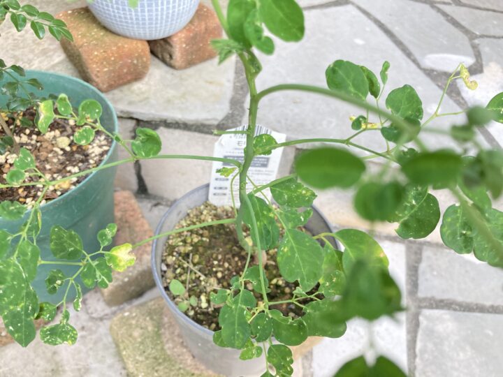春に復活したモリンガ