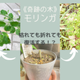 奇跡の木モリンガ　枯れる　折れる　復活