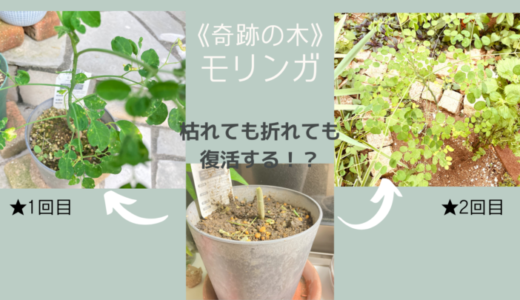 【奇跡の木】モリンガの苗は枯れても折れても復活する！？奇跡の再生ドラマと育て方のコツ