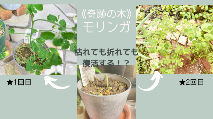 奇跡の木モリンガ　枯れる　折れる　復活
