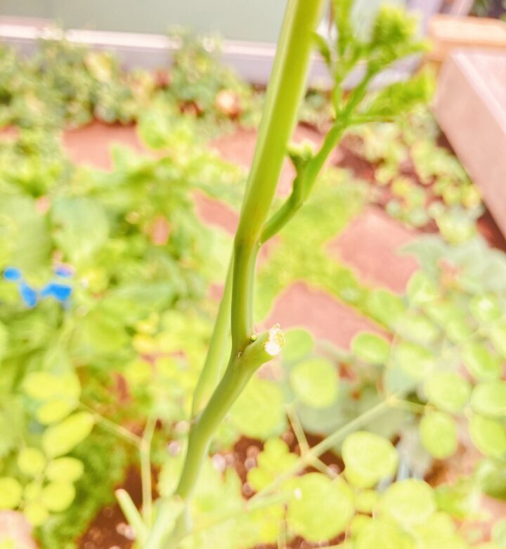 枝先をカットしたモリンガ