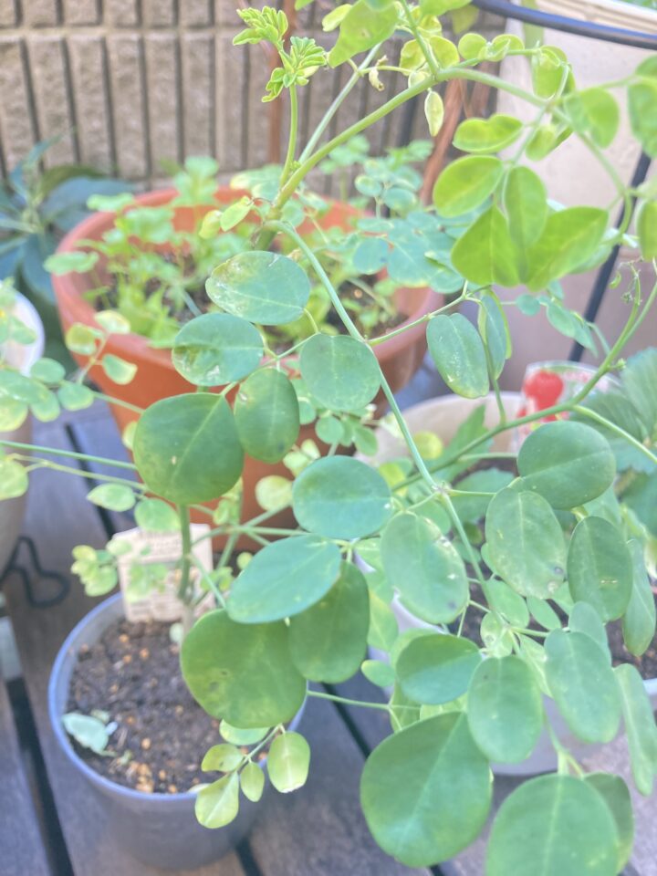 植え替え後のモリンガの苗