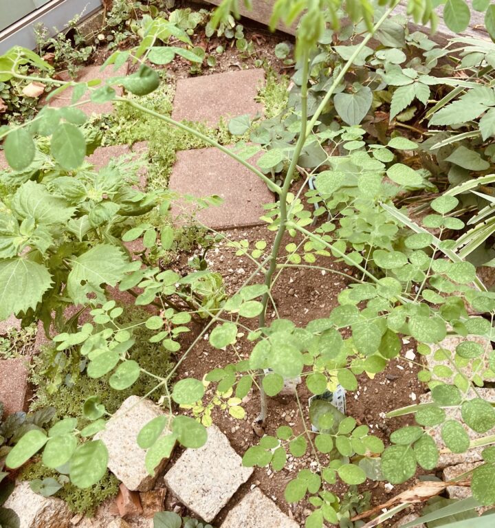 復活して葉が茂ったモリンガ