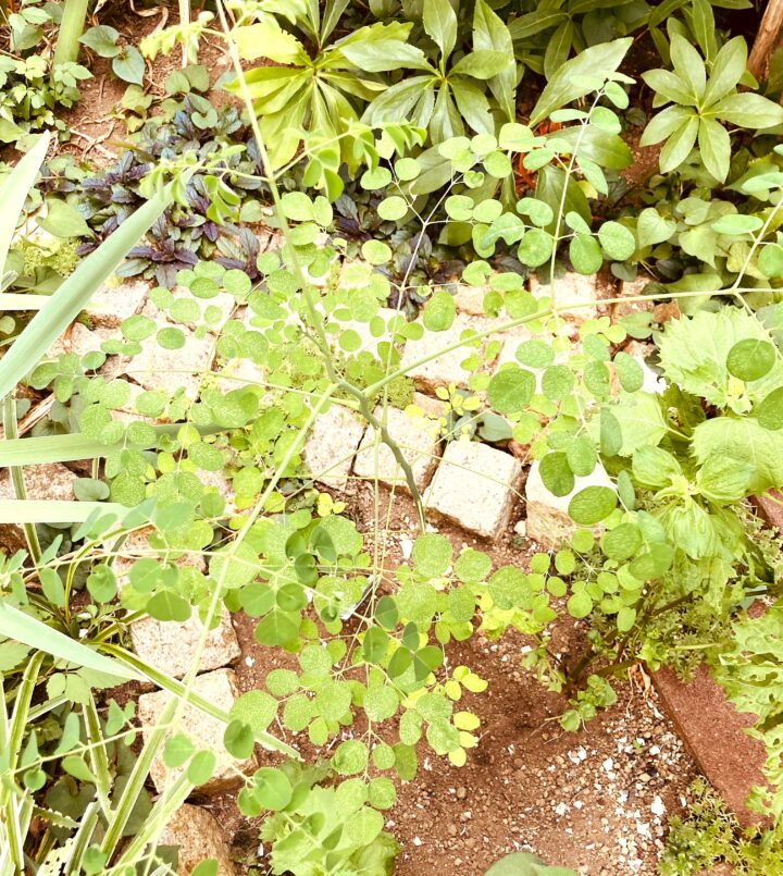 復活して葉が茂ったモリンガ